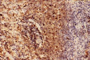 Anti-Beclin 1 Picoband antibody,  IHC(P): Rat Spleen Tissue (Beclin 1 抗体  (AA 1-354))