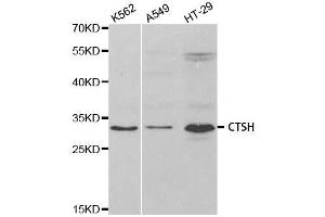 Western blot analysis of extracts of various cell lines, using CTSH antibody. (Cathepsin H 抗体  (AA 23-335))