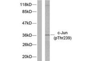 Western blot analysis of extracts from HeLa cells treated with UV, using c-Jun (Phospho-Thr239) Antibody. (C-JUN 抗体  (pThr239))