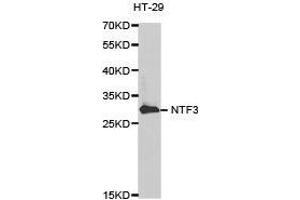 Western Blotting (WB) image for anti-Neurotrophin 3 (NTF3) antibody (ABIN1873967) (Neurotrophin 3 抗体)