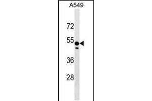 Western blot analysis in A549 cell line lysates (35ug/lane). (ZNF695 抗体  (AA 244-269))
