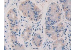 Immunohistochemistry (IHC) image for anti-Coagulation Factor V (F5) (AA 1979-2217) antibody (ABIN7438142)
