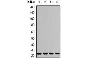 Western blot analysis of ASC expression in HEK293T (A), Raw264.