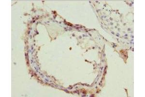 Immunohistochemistry of paraffin-embedded human testis tissue using ABIN7160268 at dilution of 1: 100 (RAE1 抗体  (AA 1-368))