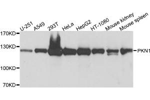 Western blot analysis of extracts of various cell lines, using PKN1 antibody (ABIN6003498) at 1/1000 dilution.