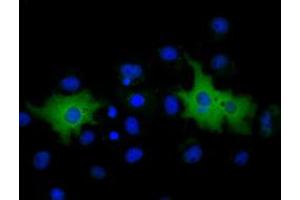 Immunofluorescence (IF) image for anti-Membrane Protein, Palmitoylated 3 (MAGUK P55 Subfamily Member 3) (MPP3) antibody (ABIN1499549) (MPP3 抗体)