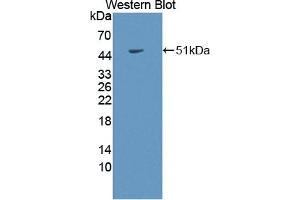 Western Blotting (WB) image for anti-Collagen, Type II, alpha 1 (COL2A1) (AA 1259-1449) antibody (APC) (ABIN7443437)