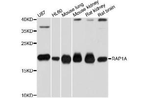 Western blot analysis of extracts of various cell lines, using RAP1A antibody (ABIN5970363) at 1/1000 dilution. (RAP1A 抗体)