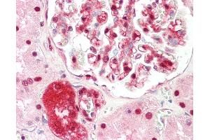 Anti-ZBTB40 antibody IHC staining of human kidney. (ZBTB40 抗体  (N-Term))
