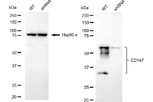 Western blotting analysis using CD147 antibody (ABIN7797736).