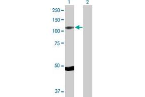 Western Blotting (WB) image for anti-Ribosomal Protein S6 Kinase, 90kDa, Polypeptide 5 (RPS6KA5) (AA 1-802) antibody (ABIN522728)