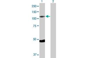 Western Blot analysis of RPS6KA5 expression in transfected 293T cell line by RPS6KA5 MaxPab polyclonal antibody. (MSK1 抗体  (AA 1-802))