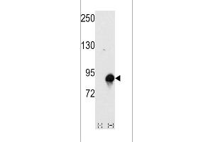 Western blot analysis of CUL4a using rabbit polyclonal CUL4a Antibody (Human N-term). (Cullin 4A 抗体  (N-Term))