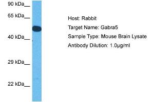 Host: Rabbit Target Name: GABRA5 Sample Tissue: Mouse Brain Antibody Dilution: 1ug/ml (GABRA5 抗体  (Middle Region))