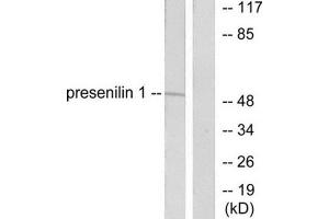 Western Blotting (WB) image for anti-Presenilin 1 (PSEN1) (N-Term) antibody (ABIN1848748) (Presenilin 1 抗体  (N-Term))