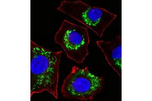 Fluorescent image of A549 cells stained with COX6B1 Antibody (N-term) (ABIN6243632 and ABIN6577406). (COX6B1 抗体  (N-Term))