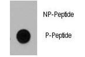 Dot blot analysis of phospho-Dnmt1 antibody.