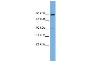 WB Suggested Anti-KCTD16 Antibody Titration: 0. (KCTD16 抗体  (N-Term))