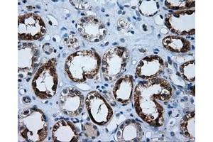 Immunohistochemical staining of paraffin-embedded Kidney tissue using anti-APP mouse monoclonal antibody. (APP 抗体)