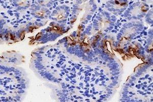 Immunohistochemistry analysis of paraffin-embedded mouse small intestine with LPS treated for 24h using FGF10 (ABIN7073940) at dilution of 1: 8000 (FGF10 抗体)