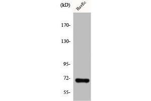 Western Blot analysis of HuvEc cells using Involucrin Polyclonal Antibody (Involucrin 抗体  (C-Term))