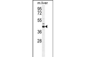 AHCY Antibody (N-term) (ABIN655151 and ABIN2844771) western blot analysis in mouse liver tissue lysates (35 μg/lane). (AHCY 抗体  (N-Term))