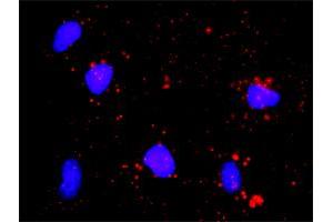 Proximity Ligation Assay (PLA) image for anti-Cyclin-Dependent Kinase 7 (CDK7) (AA 1-346) antibody (ABIN514290)