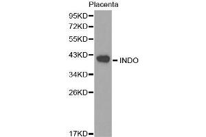 Western blot analysis of extracts of Placenta cell lines, using INDO antibody.