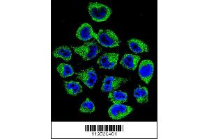 Confocal immunofluorescent analysis of COPE Antibody with A375 cell followed by Alexa Fluor 488-conjugated goat anti-rabbit lgG (green). (COPE 抗体  (C-Term))