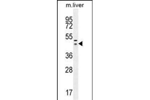 HEXIM1 antibody (Center) (ABIN655589 and ABIN2845076) western blot analysis in mouse liver tissue lysates (35 μg/lane). (HEXIM1 抗体  (AA 194-222))