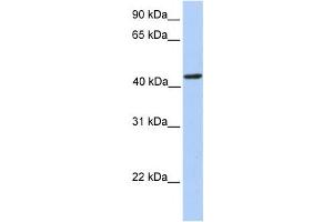 Western Blotting (WB) image for anti-phosphoribosylaminoimidazole Carboxylase, phosphoribosylaminoimidazole Succinocarboxamide Synthetase (PAICS) antibody (ABIN2458982) (PAICS 抗体)