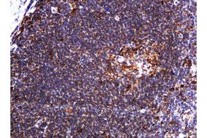 Image no. 1 for anti-Pogo Transposable Element with KRAB Domain (POGK) antibody (ABIN1500329) (POGK 抗体)