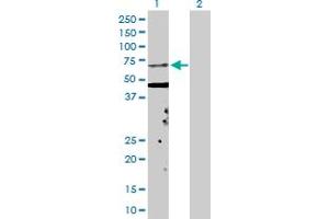 Western Blot analysis of KPNA5 expression in transfected 293T cell line by KPNA5 MaxPab polyclonal antibody. (KPNA5 抗体  (AA 1-539))