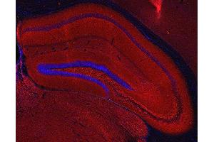 Indirect immunostaining of PFA fixed mouse hippocampus section (dilution 1 : 200; red). (SV2A 抗体  (AA 2-17))