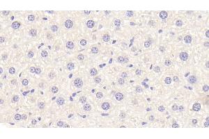 Detection of APOF in Mouse Liver Tissue using Polyclonal Antibody to Apolipoprotein F (APOF) (Apolipoprotein F 抗体  (AA 111-314))