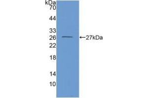 Western blot analysis of recombinant Mouse GDH. (GLUD1 抗体  (AA 65-273))