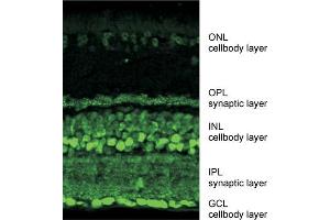 Indirect immunostaining of mouse retina labeling ribeye (synaptic layers) and CtBP 2 (cellbodies) dilution: 1 : 10000 (Ribeye (AA 974-988) 抗体)