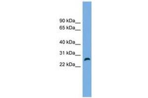 Image no. 1 for anti-Family with Sequence Similarity 3, Member D (FAM3D) (AA 143-192) antibody (ABIN6744991) (FAM3D 抗体  (AA 143-192))