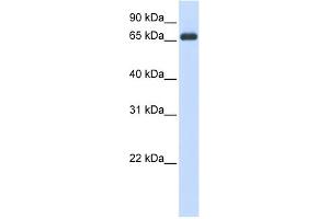 WB Suggested Anti-HSPA8 Antibody Titration:  0. (Hsc70 抗体  (N-Term))