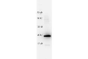 Western Blotting (WB) image for anti-Interleukin 27 (IL27) antibody (ABIN1043836) (IL-27 抗体)