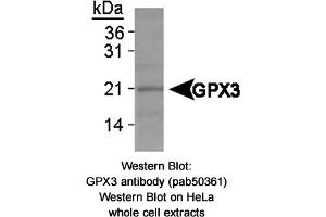 Image no. 1 for anti-Glutathione Peroxidase 3 (Plasma) (GPX3) antibody (ABIN363670) (GPX3 抗体)