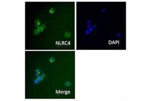 Immunofluorescence (IF) image for anti-NLR Family, CARD Domain Containing 4 (NLRC4) antibody (ABIN2665296) (NLRC4 抗体)