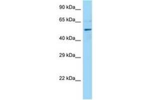 Image no. 1 for anti-Dynactin 4 (DCTN4) (AA 376-425) antibody (ABIN6748289) (Dynactin 4 抗体  (AA 376-425))