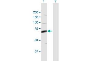 Western Blot analysis of FASTK expression in transfected 293T cell line by FASTK MaxPab polyclonal antibody. (FASTK 抗体  (AA 1-549))