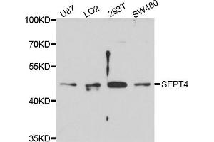 Western blot analysis of extract of various cells, using 4-九月 antibody. (Septin 4 抗体)