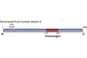 Image no. 3 for anti-Ataxin 2 (ATXN2) (AA 713-904) antibody (ABIN968504) (Ataxin 2 抗体  (AA 713-904))