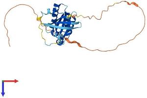 AlphaFold protein structure predicition of Human Recombinant RAB6C Protein, UniprotID Q9H0N0