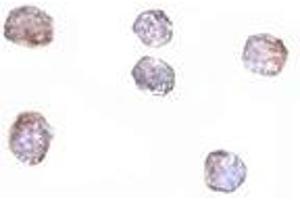 Immunohistochemistry (IHC) image for anti-Claudin 1 (CLDN1) (C-Term) antibody (ABIN1030339) (Claudin 1 抗体  (C-Term))