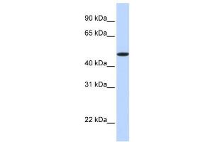 Western Blotting (WB) image for anti-Erythropoietin Receptor (EPOR) antibody (ABIN2458823) (EPOR 抗体)
