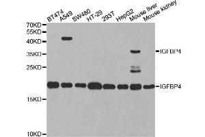 Western blot analysis of extracts of various cell lines, using IGFBP4 antibody. (IGFBP4 抗体)